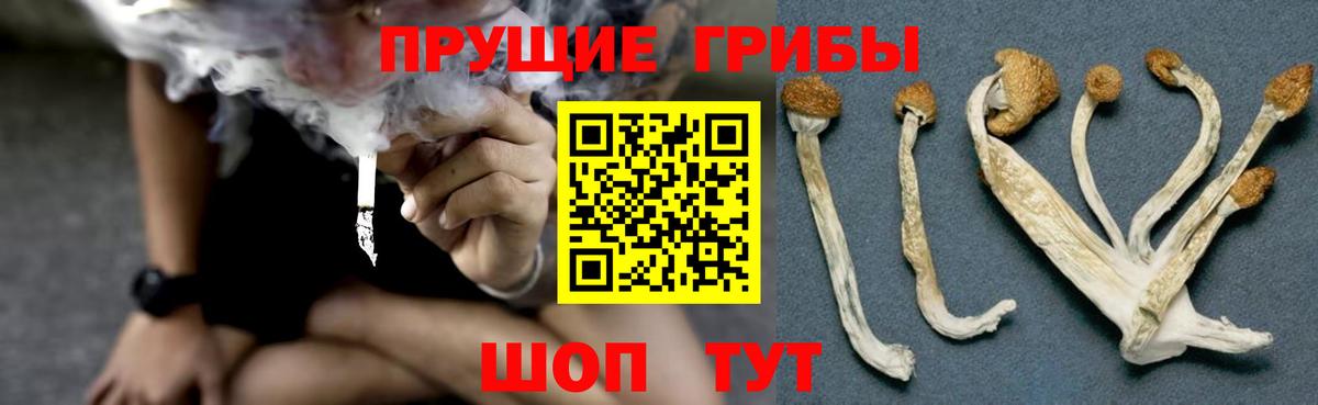 Медногорск  Псилоцибиновые грибы мухоморы  Вход с VPN 